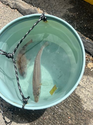 タイの釣果