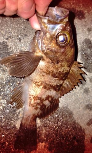 メバルの釣果