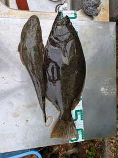 ヒラメの釣果