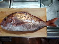 マダイの釣果