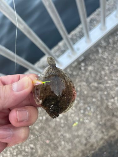 サッパの釣果