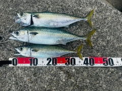 サバの釣果
