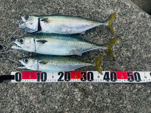 サバの釣果