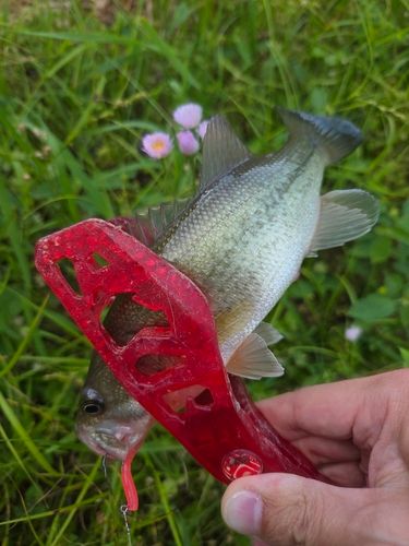 ラージマウスバスの釣果
