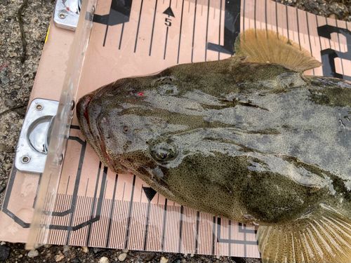 マゴチの釣果