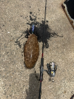 コウイカの釣果