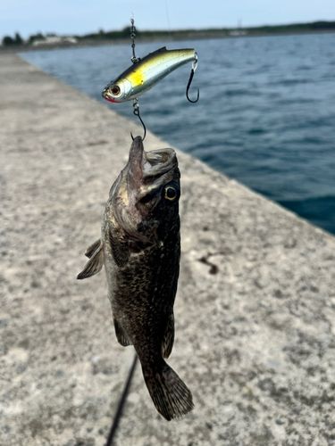 ソイの釣果