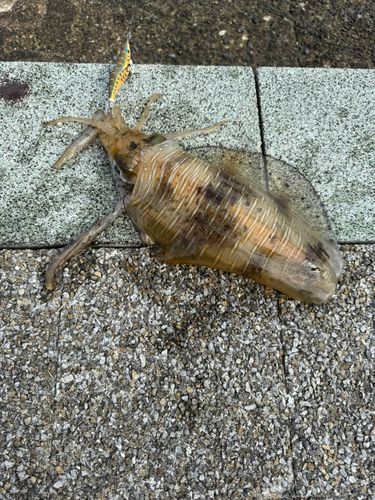 イカの釣果