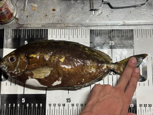 アイゴの釣果