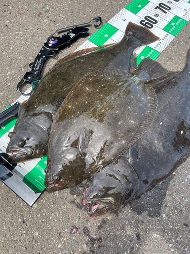 ヒラメの釣果