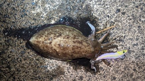 コウイカの釣果