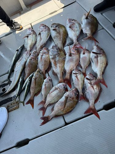 マダイの釣果