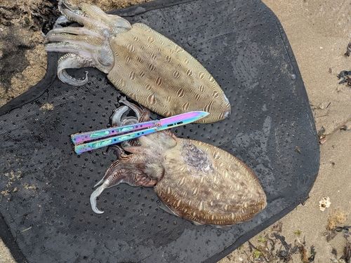 コウイカの釣果