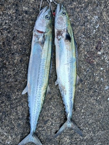 サゴシの釣果