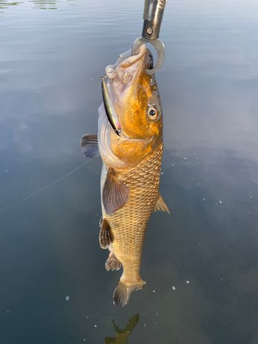ニゴイの釣果