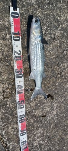 ボラの釣果