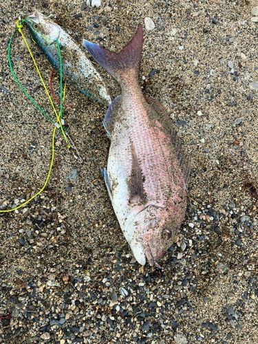 タイの釣果
