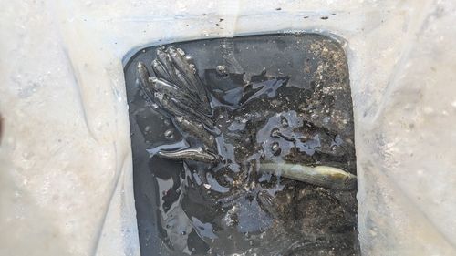 マハゼの釣果