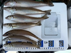 シロギスの釣果