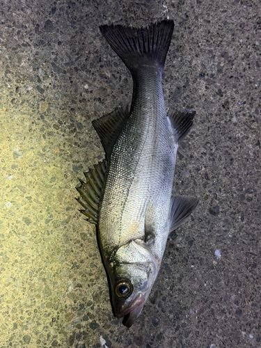 セイゴ（ヒラスズキ）の釣果