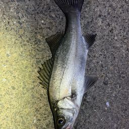 釣り人達(相模川) 相模川河口】釣行39日ぶりに、やっと魚が釣れた