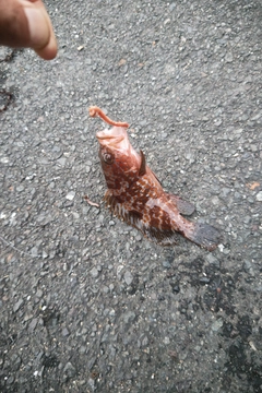 キジハタの釣果