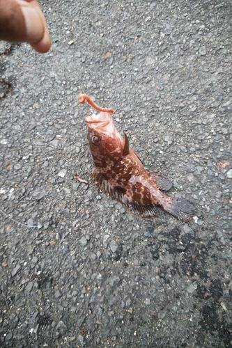 キジハタの釣果