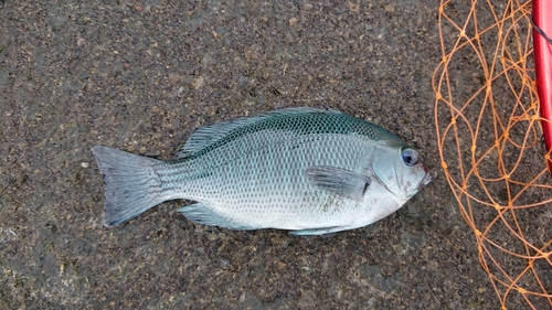 メジナの釣果