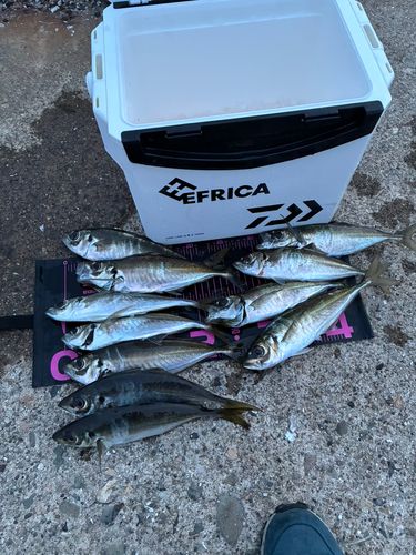 アジの釣果