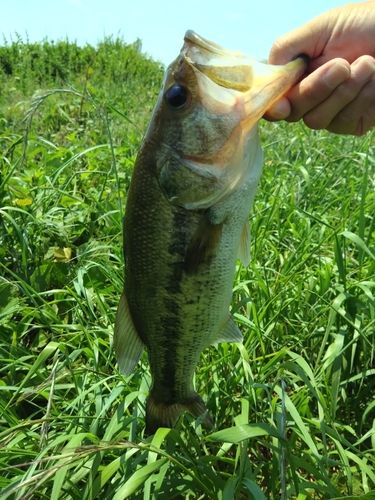 ラージマウスバスの釣果