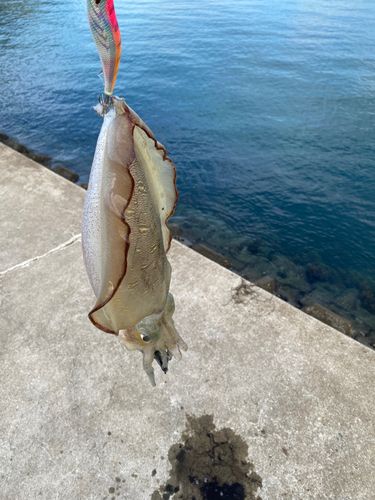 コウイカの釣果