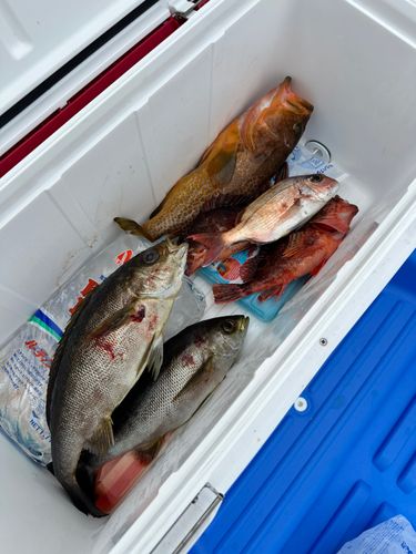 イサキの釣果