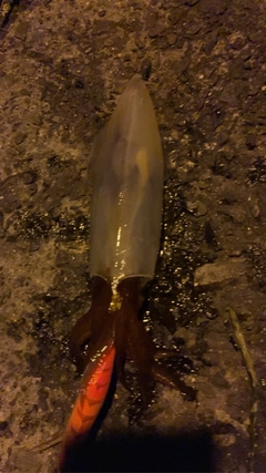 ケンサキイカの釣果