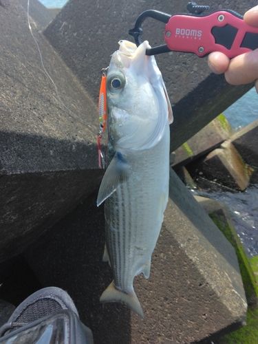 ボラの釣果