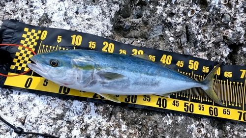 ガンドの釣果