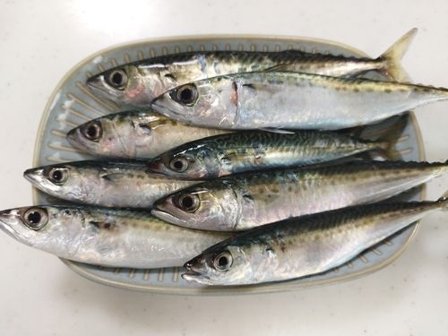 サバの釣果