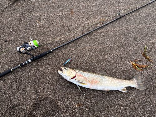 アメマスの釣果