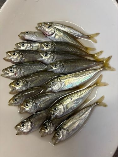 アジの釣果