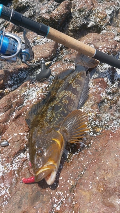アイナメの釣果