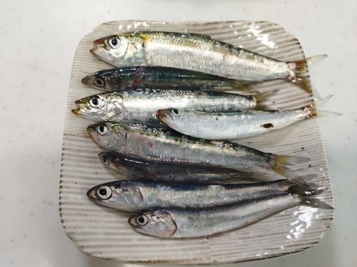 イワシの釣果