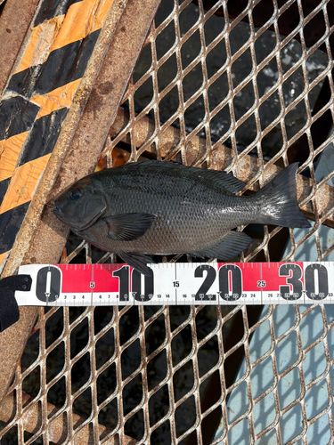 メジナの釣果