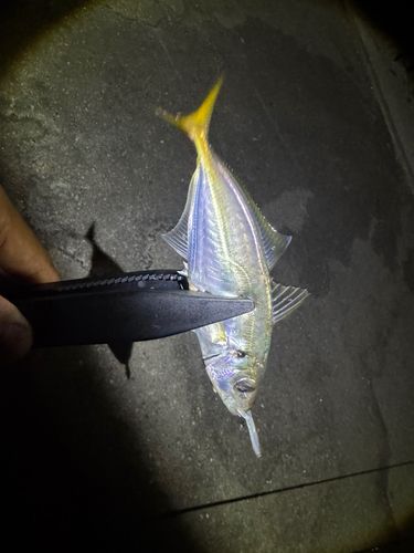 マアジの釣果