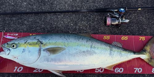 ブリの釣果
