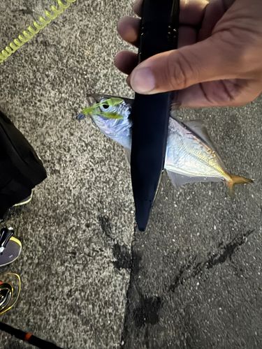 マアジの釣果