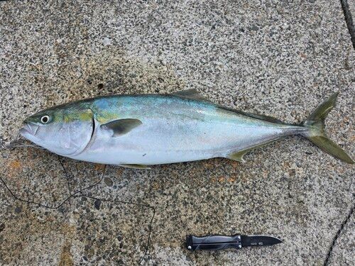 ブリの釣果