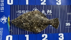 ソゲの釣果