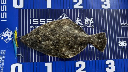 ソゲの釣果