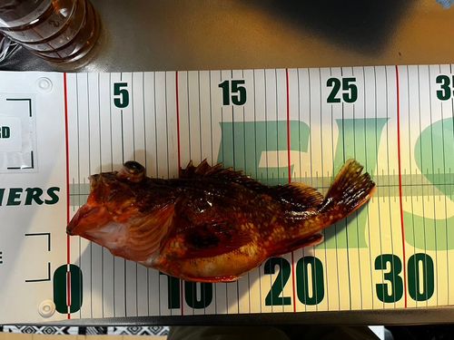 カサゴの釣果
