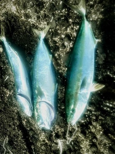 イナダの釣果