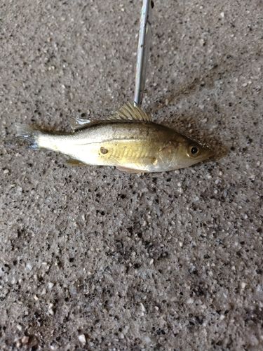 セイゴ（マルスズキ）の釣果